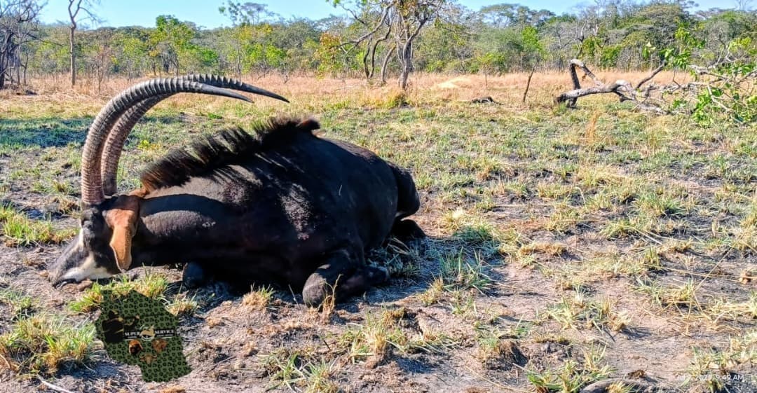 Sable — Super Service Hunting Tanzania