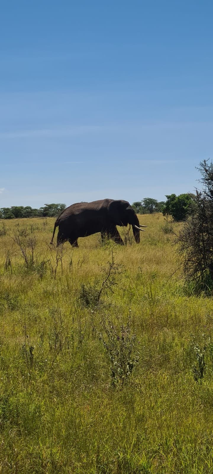 Elephant — Super Service Hunting Tanzania