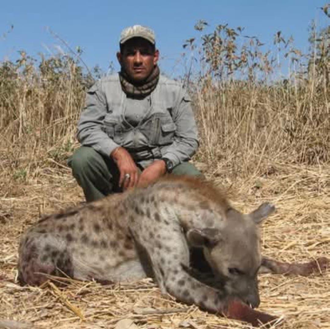 Spotted Hyena — Rungwa Bush