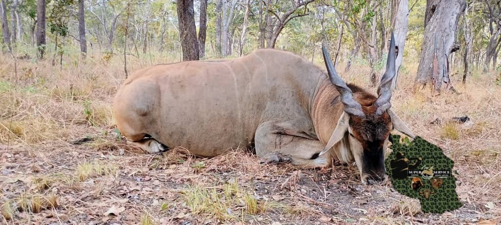Eland — Super Service Hunting Tanzania