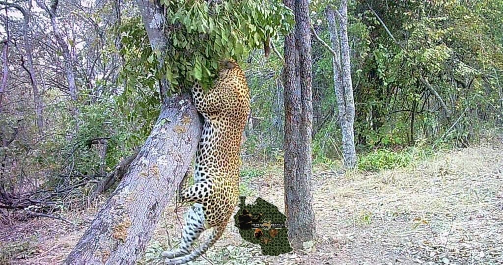 Leopard — Super Service Hunting Tanzania