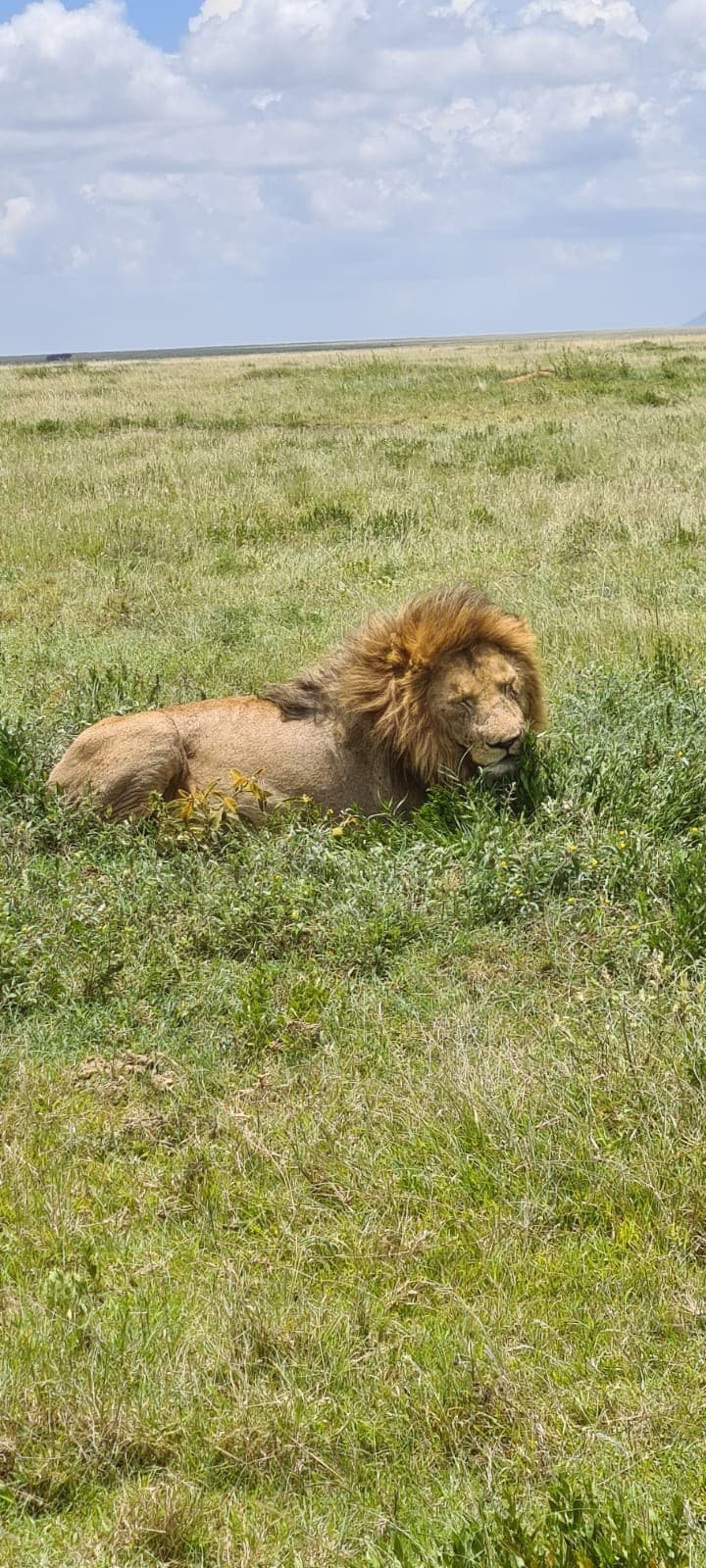 Lion — Super Service Hunting Tanzania